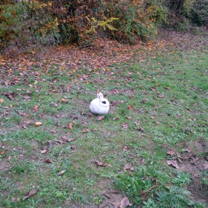 coniglio bianco nel parco